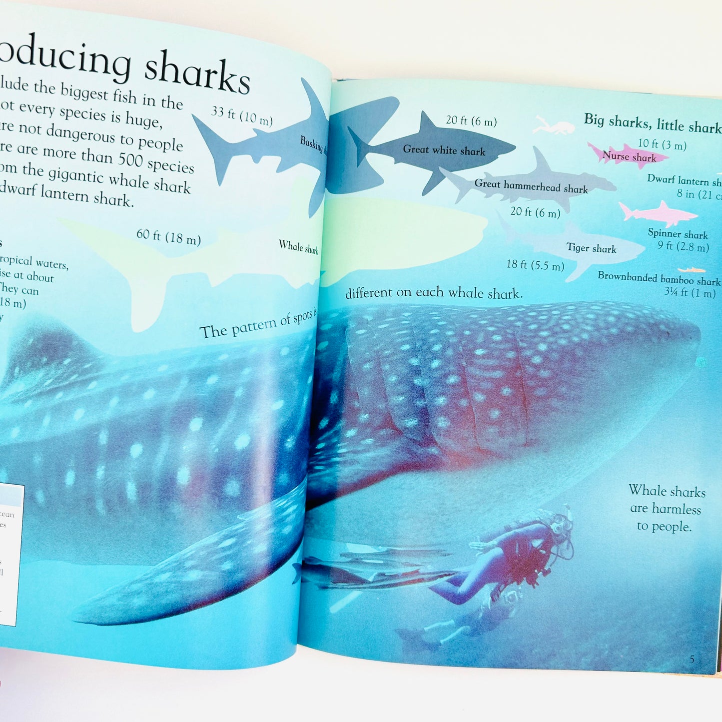 Eye Wonder: Sharks