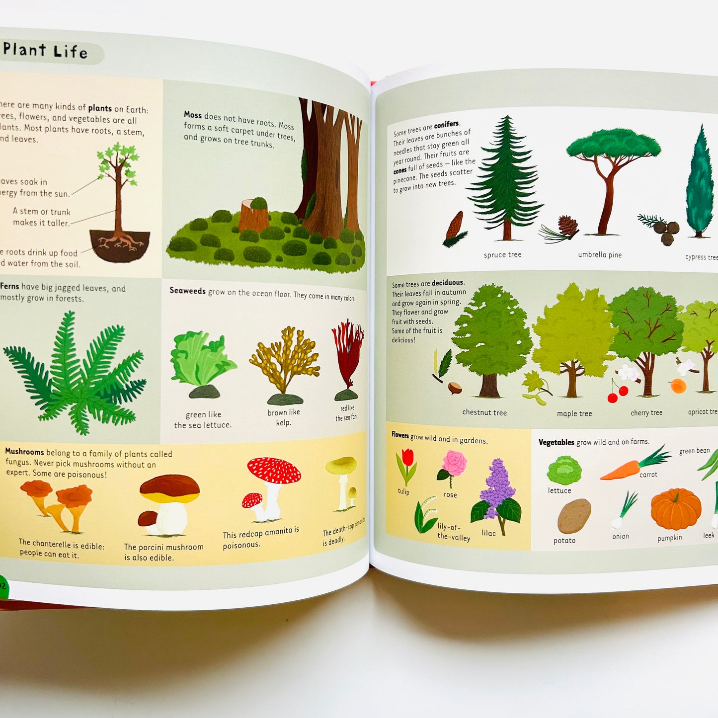 Smart-opedia Junior: The Amazing Book About Everything