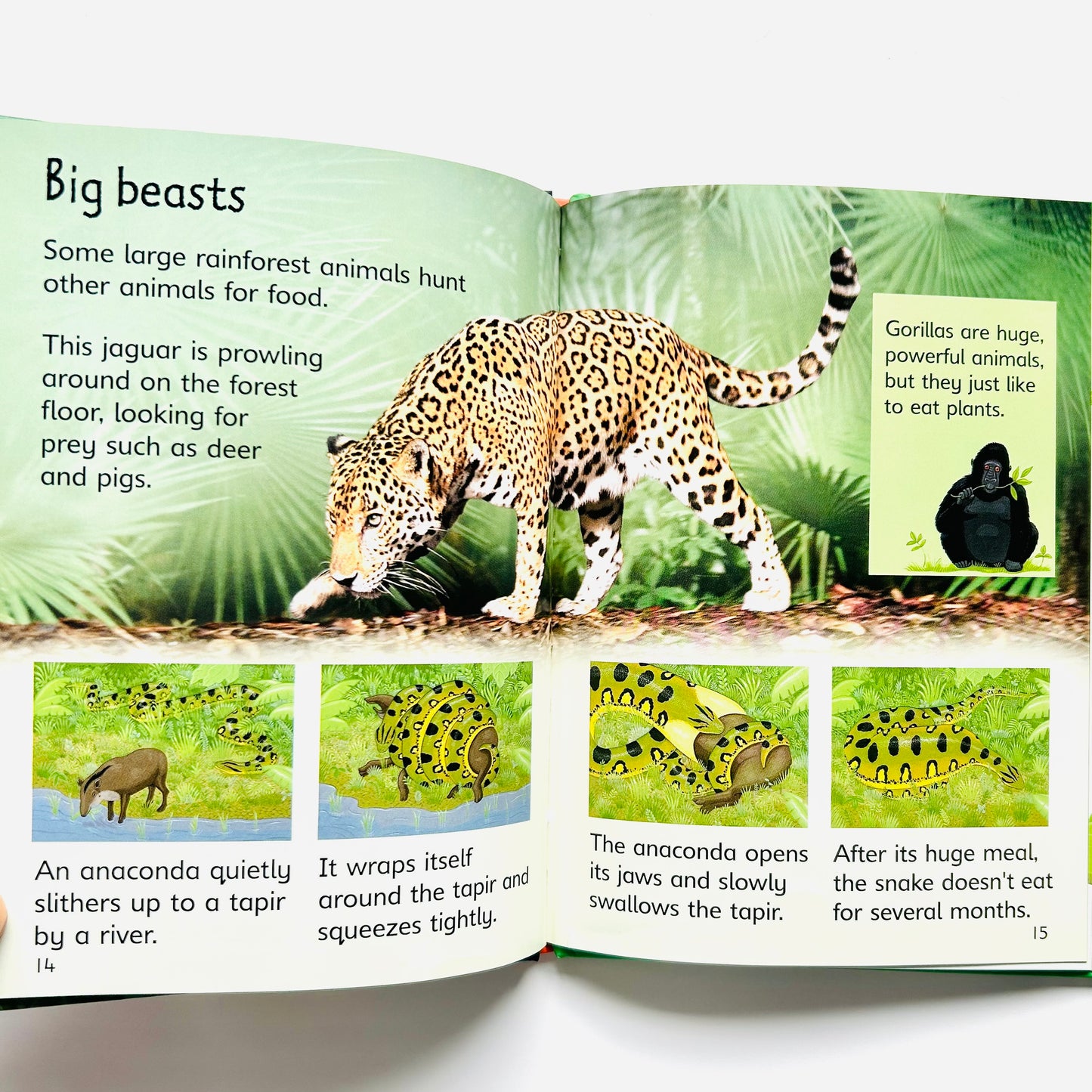 Usborne Beginners: Rainforests