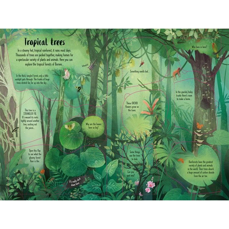 Usborne Lift-the-Flap Trees